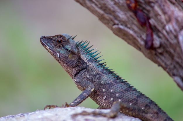 Lézards sur des rochers