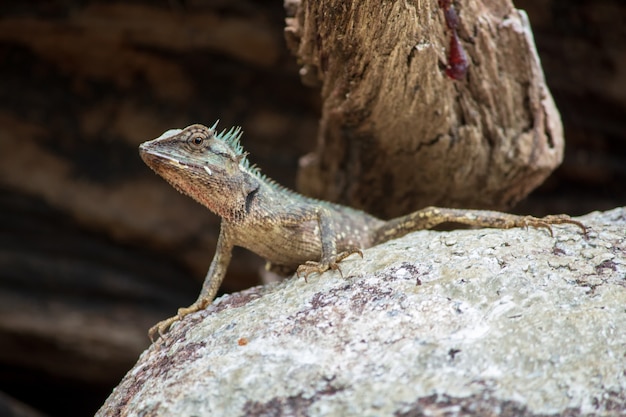 Lézards sur des rochers