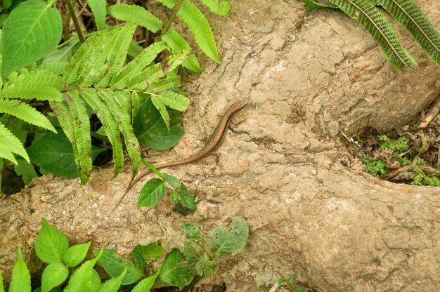 Lézards scinques ou reptiles Scincidae marchant sur la racine d'un arbre dans la forêt de la jungle extérieure aux chutes de Kuang Si ou aux cascades de Tat Kuang Si à Luang Prabang au Laos