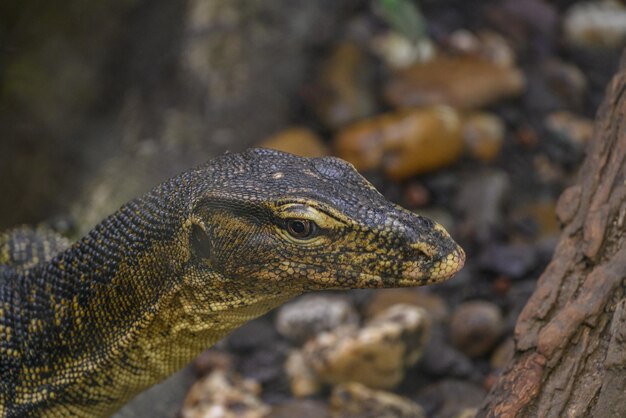 Photo les lézards et les serpents