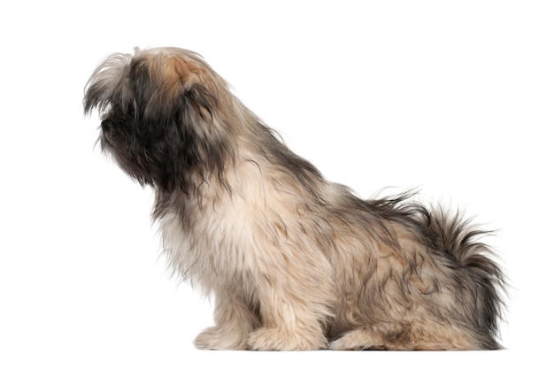 Lhassa apso assis sur fond blanc