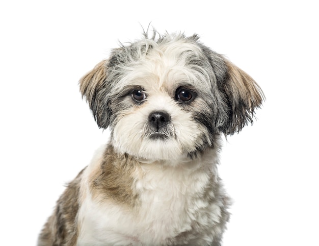 Lhassa Apso en face de fond blanc