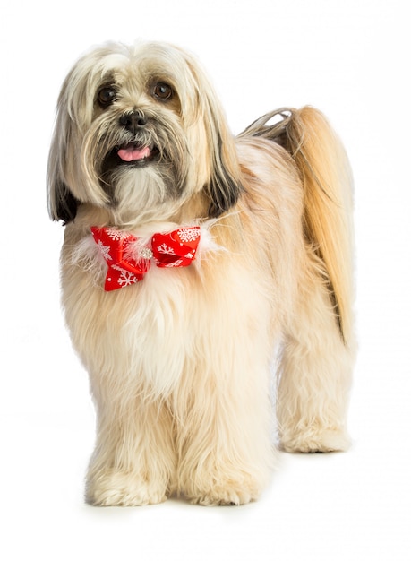 Lhassa Apso avec foulard rouge