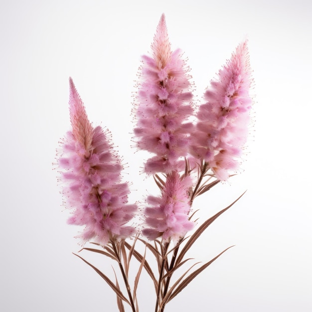 Liatris étoile flamboyante fleur séchée isolée sur fond blanc IA générative