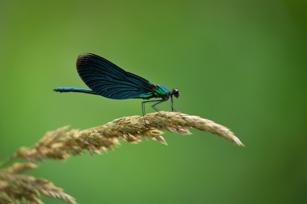 Libellule avec des ailes bleues sur fond vert