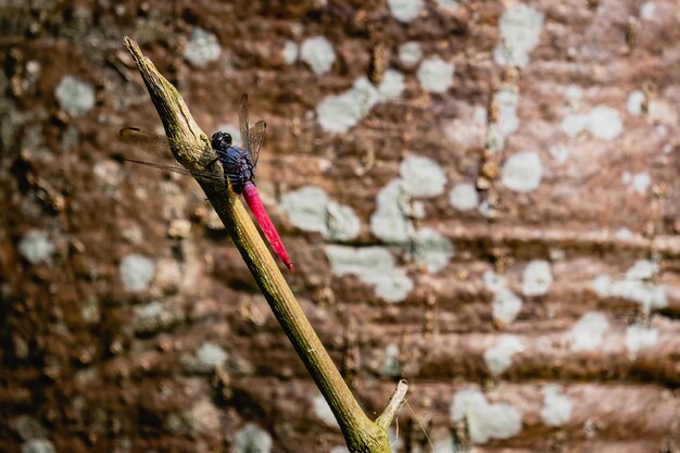 La libellule attrape un arbre de branche