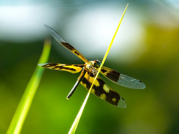 Libellule attraper des feuilles d&#39;herbe