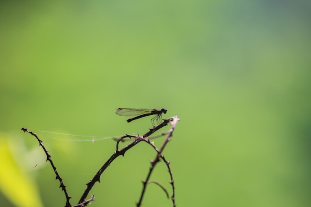 Libellule au repos sur une branche