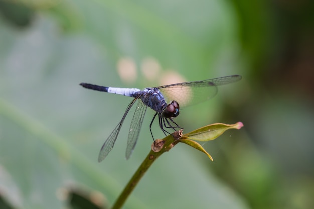 Libellule au repos sur une branche