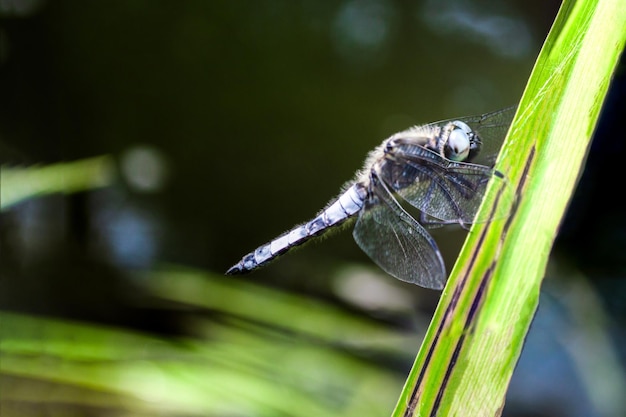 Libellule blanche sur feuille d'herbe en macro Portrait d'insecte