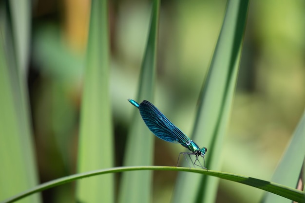 Libellule bleue sur feuille avec espace pour copier Biodiversité et conservation des espèces