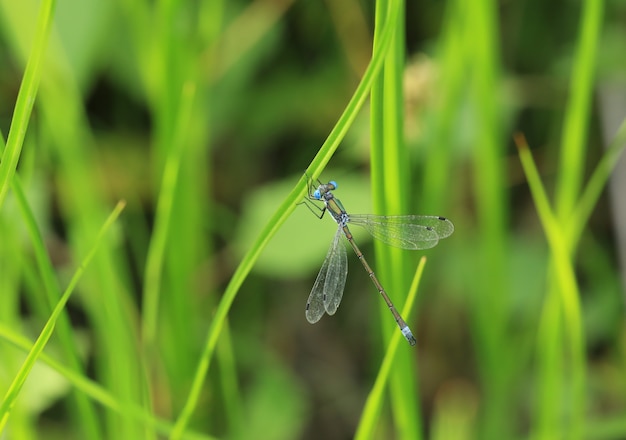 libellule bleue sur une feuille