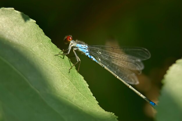 Libellule bleue sur la feuille