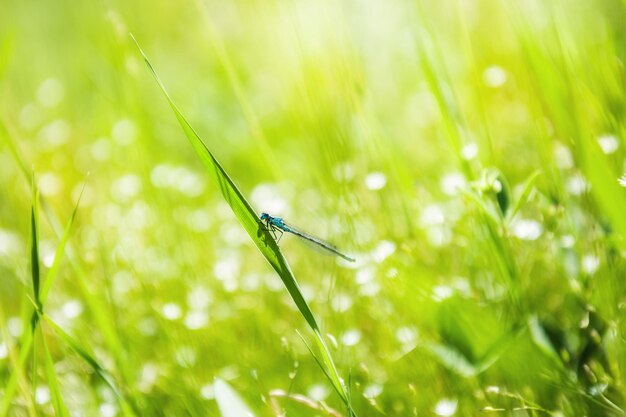 Libellule bleue sur l'herbe verte. Nature d'été. Image macro avec une faible profondeur de champ