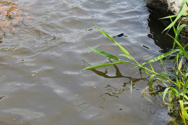 Libellule bleue sur les roseaux près de l'eau