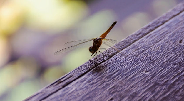 libellule d&#39;un bon environnement pour la vie