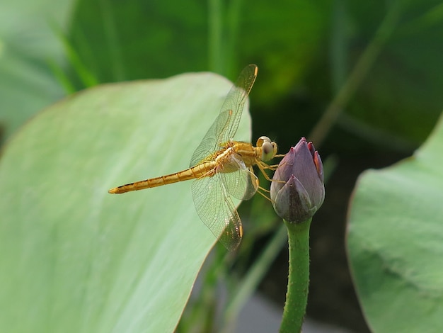 Libellule sur bourgeon de lotus