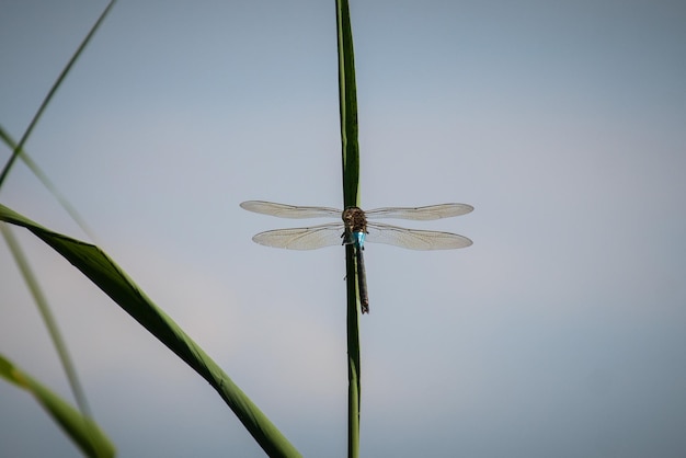 Libellule sur une branche d'un lac