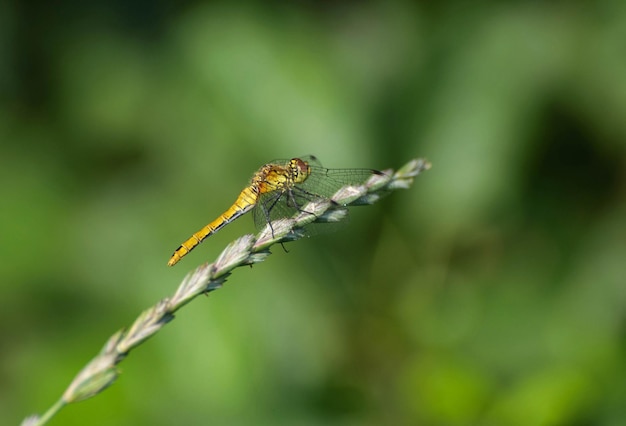Une libellule sur un brin d'herbe verte un matin ensoleillé de juillet