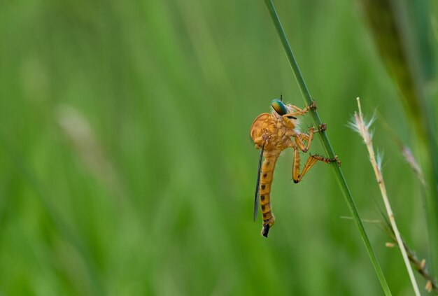 Une libellule sur un brin d'herbe