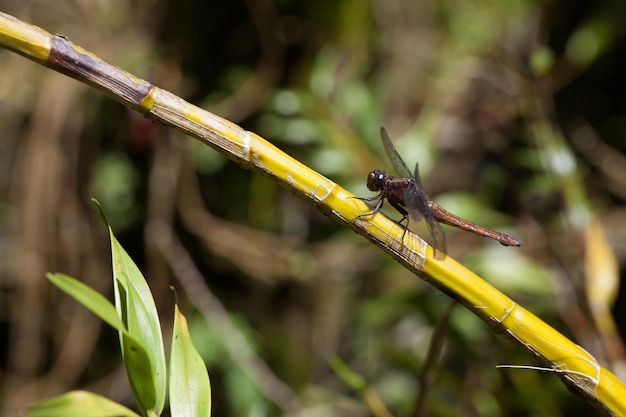 une libellule brune sur une branche de bambou.