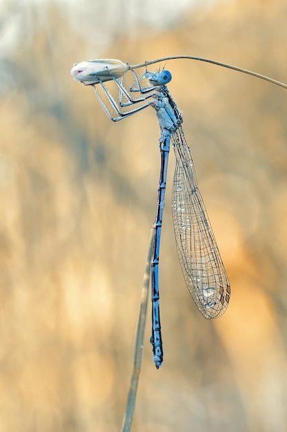 Une libellule Coenagrion puella