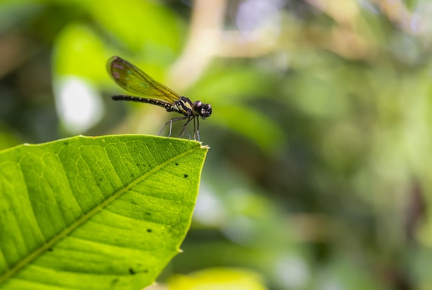 Libellule Dans Le Flou