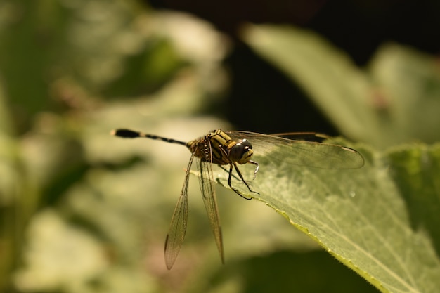 Libellule dans le jardin