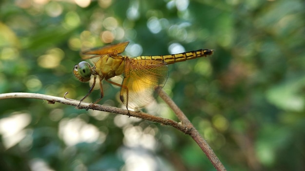 Photo libellule dans la nature