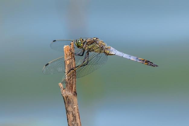 Libellule dans son environnement naturel