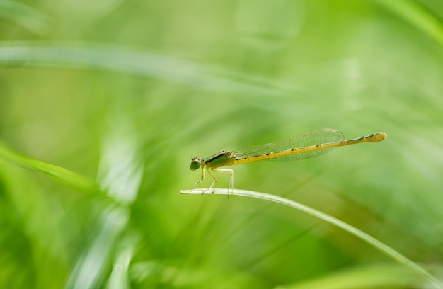 Une libellule est assise sur un brin d'herbe dans un champ.