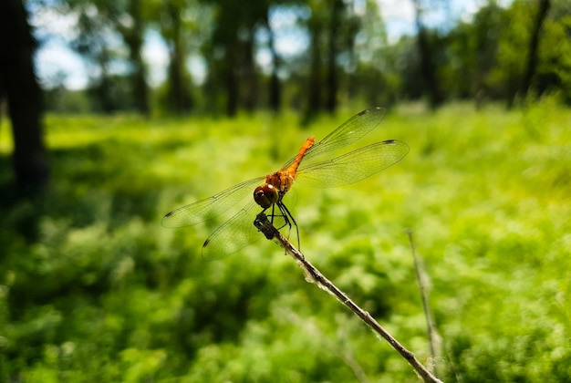 Une libellule est assise sur un brin d'herbe verte