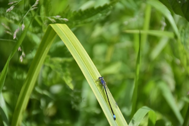 Une libellule est assise sur l'herbe juteuse