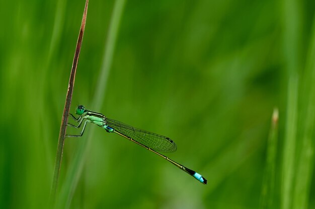 Une libellule est perchée sur un brin d'herbe.