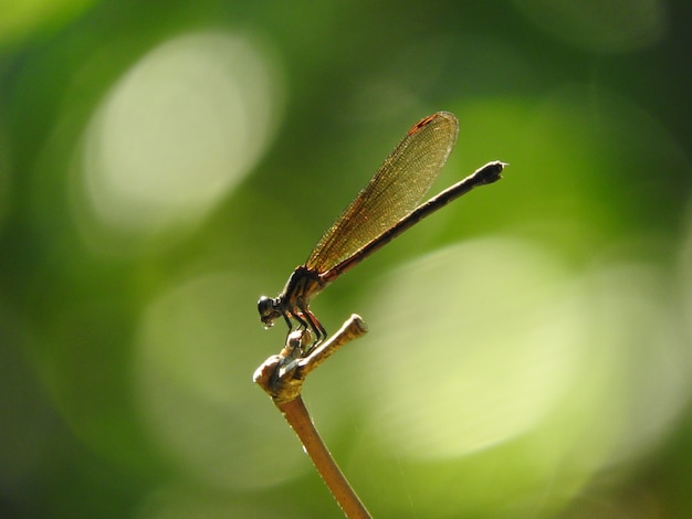 Libellule - Euphaea variegata - femelle