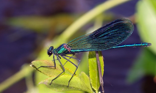 une libellule sur une feuille