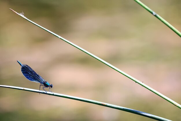 libellule flèche bleue au bord de l'eau