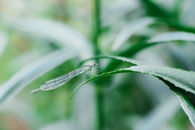 Libellule flèche verte assise sur une feuille d'herbe