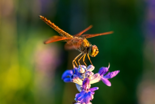 Photo libellule sur fleur bleue