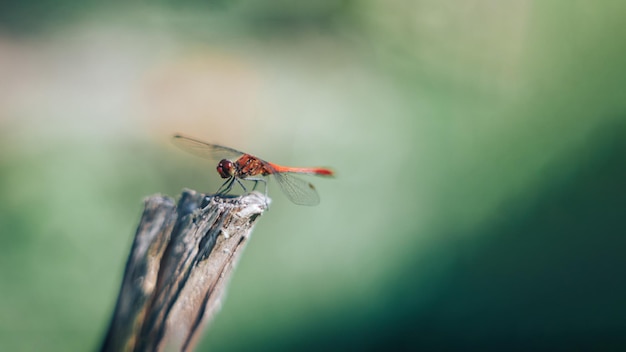 libellule sur fond vert avec un beau bokeh, avec place sur le texte