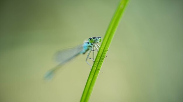 Libellule sur l'herbe. concept élégance, vol, légèreté