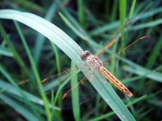 Photo une libellule sur l'herbe verte