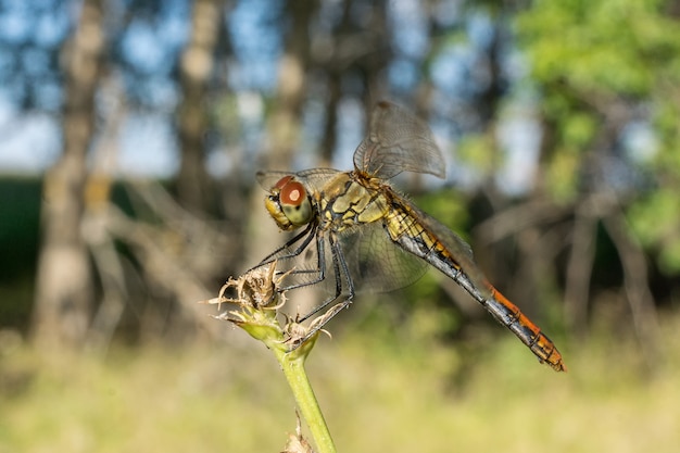 Libellule sur l&#39;herbe