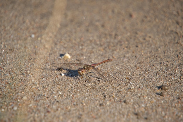 La libellule insecte est assise sur du sable chaud par temps chaud et ensoleillé