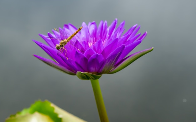 Libellule sur lotus violet