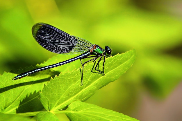 libellule macro assis sur une feuille