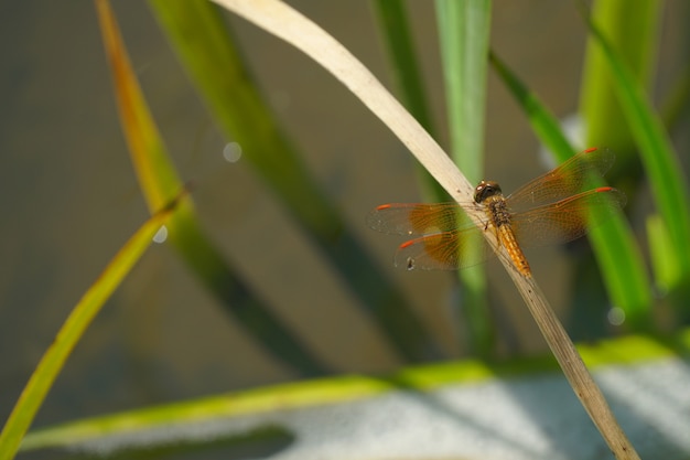 Photo libellule orange est sur la feuille d'herbe