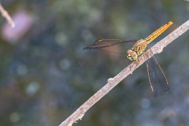 Libellule sur plante