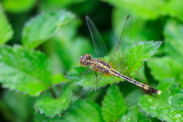 Libellule sur plante