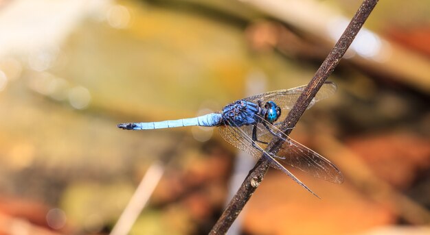 Libellule sur plante